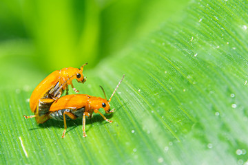 ladybird on leaf