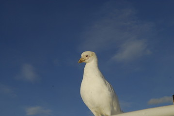 ave patagonia argentina