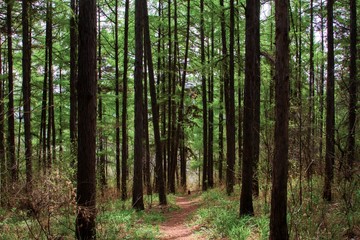 footpath in the forest in Spring