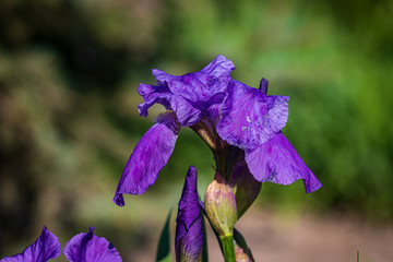 Bright dark purple delightful flowers on a stalk grow in the open ground among green bushes.Spring park.Close-up.
