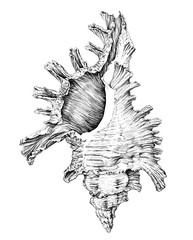 Hand drawn illustration of seashell isolated on white background