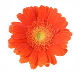 red gerbera isolated on white