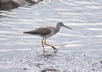 A greater yellowlegs (Tringa melanoleuca) wades along the shore of Elkhorn Slough, taken in Kirby Park