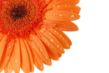 orange gerber daisy isolated