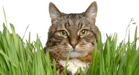 cat on green grass