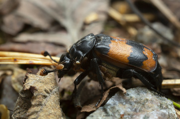 Burying beetle, Nicrophorus investigator with parasites, macro photo