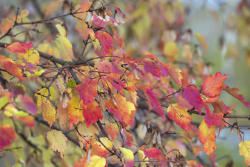 Maple tree foliage in autumn colors