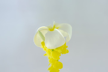 Frangipani or Plumeria flower with partial focus of dissolving yellow poster color in water for...