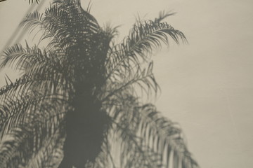 gray shades of palm tree leaves on the wall. Pattern, background. Palm tree silhouette illustration by shadows.