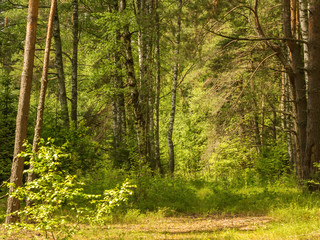 Trail in a mixed forest
