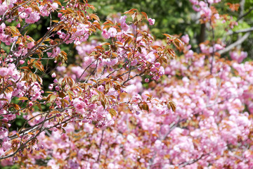花、植物、自然、桜、フローラ、綺麗、ピンク、屋外、満開、植える、春、北海道の春、公園、木、葉、花びら、緑