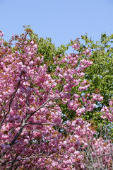 花、植物、自然、フローラ、綺麗、ピンク、屋外、満開、植える、春、北海道の春、公園、木、葉、花びら、緑
