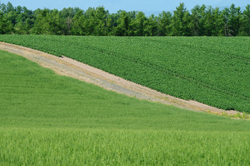 丘の畑