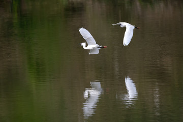 Snowy egrets in dispute