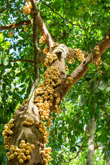 Picture of a fruit bearing longsat, Duqu tree (Lansium parasiticum) close up