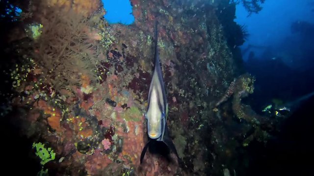 Beautiful tripical batfish. A Longfin spadefish (Platax) lonely floats along the reef at night.