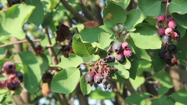 A Shadbush branch with ripe berries sways in a light breeze. Close-up plan.