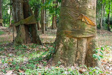 Image of tree trunks wrapped in orange fabric buddhist rituals