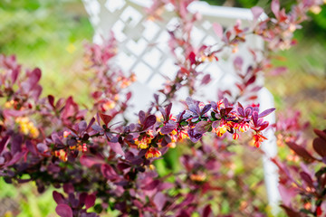 Barberry blossoms on the shrub in spring in the garden
