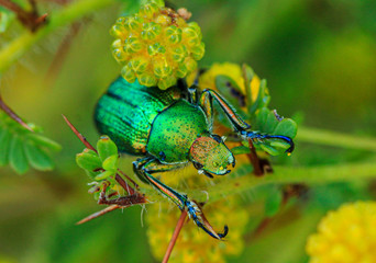 Green Scarab Beetle