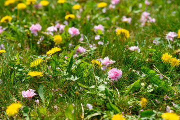 Green meadow with dandelion flowers and sakura flowers.