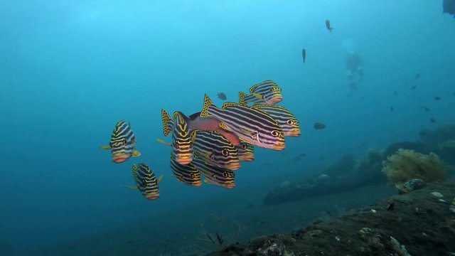A flock of beautiful coral fish Plectorhinchus diagrammus - yellow striped sweetlip under coral polyp at the bottom of the sea in crystal clear water