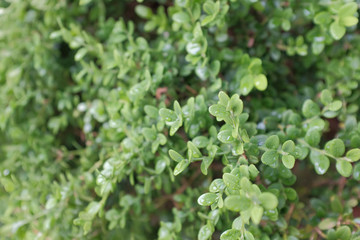 Detail shot of leaves of decorative bushes