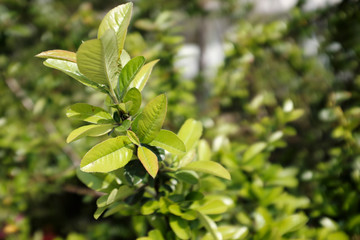 Detail shot of leaves of decorative bushes