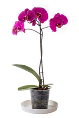 Fototapeta na wymiar Phalaenopsis orchid bush in a pot on a white background