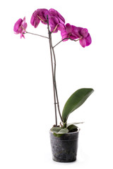 Phalaenopsis orchid bush in a pot on a white background