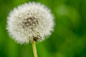 Pusteblume