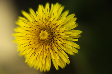 yellow dandelion flower