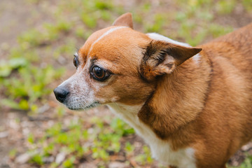 A large portrait of a big-eyed dog on a background of grass. Brown toy terrier dog on a walk