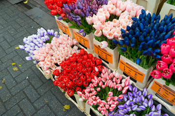 A lot of different color tulips in the shop at Amsterdam flower market (Bloemenmarkt), Netherlands.