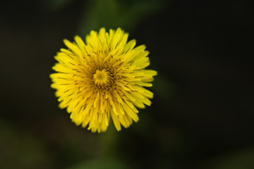 yellow flower of a dandelion