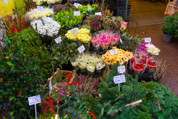 A lot of different color tulips in the shop at Amsterdam flower market (Bloemenmarkt), Netherlands.