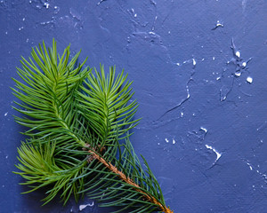 Young spruce branch on a blue background