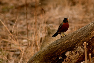 Robin on a log