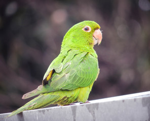 green winged macaw
