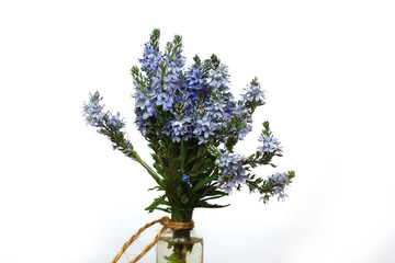 wildflowers veronica prostrate in a glass vessel.