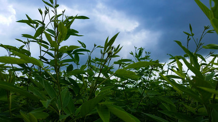 Green Plant, Nature, Beauty, Farm, Farmers, Environment,Sky,Grass,Food,