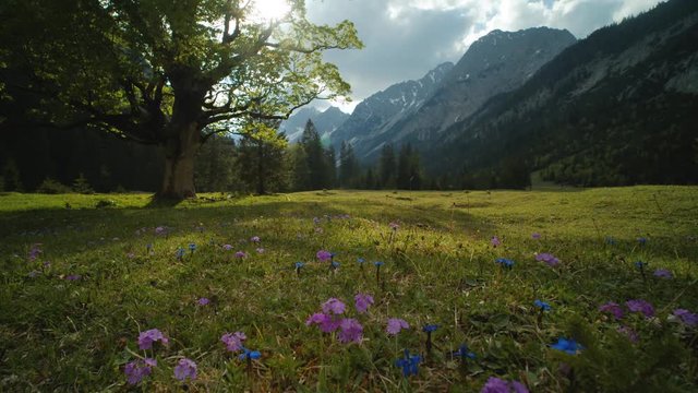 flower lawn in the karwendel in tyrol
