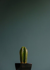 Minimalism cactus in a black pot