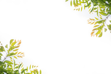 新緑の葉のフレーム
