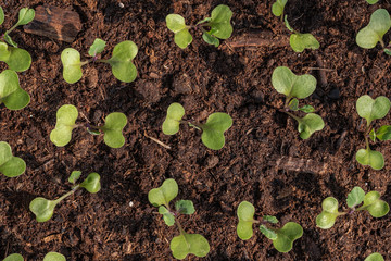tiny green seedlings in a nursery in a greenhouse in the spring