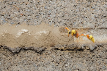 view the nest of Yellow Mud Dauber insect (Sceliphron caementarium) on the wall with Mud Dauber flying blurred in floor ground.