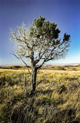 Portrait of a pinyon pine in a dry field