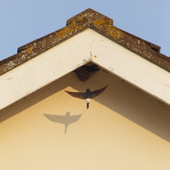 House martin flying to the nest