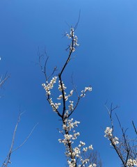 tree branches against blue sky