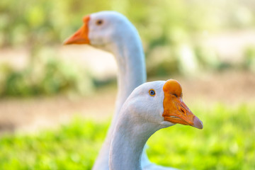 Portrait of two white geese on a bright sunny background.